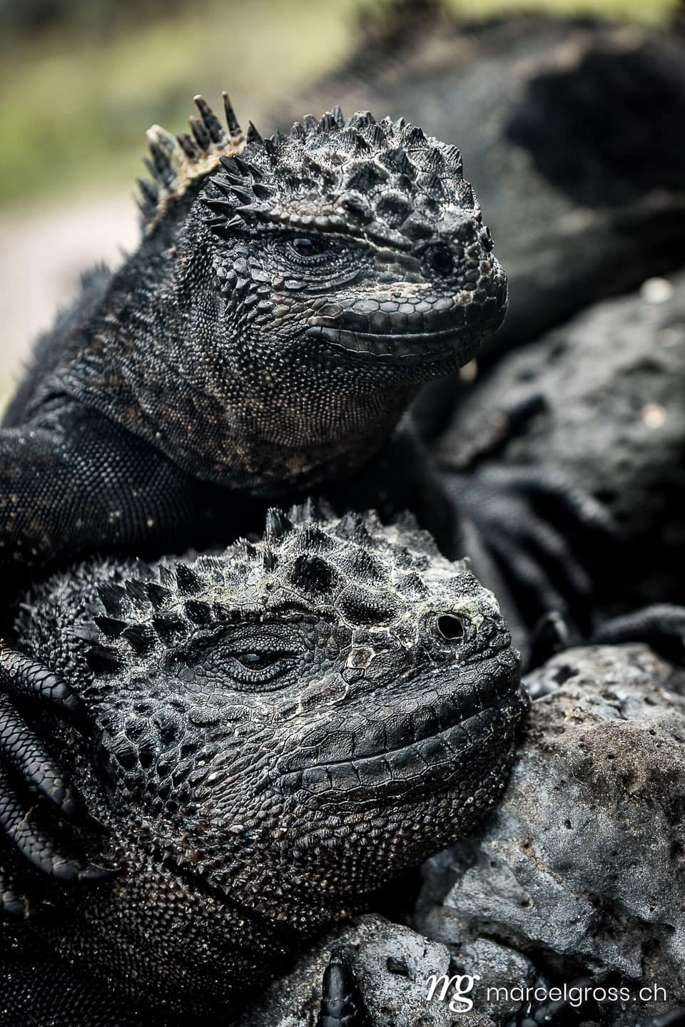 Marine iguanas