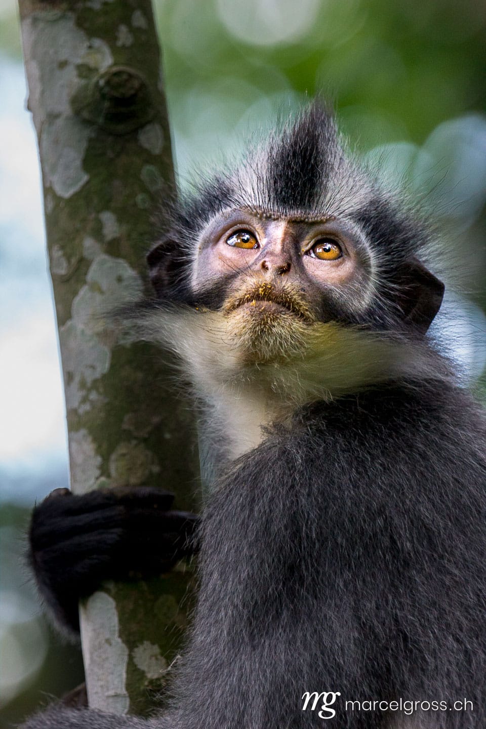 . Thomas Leaf Monkey. Marcel Gross Photography