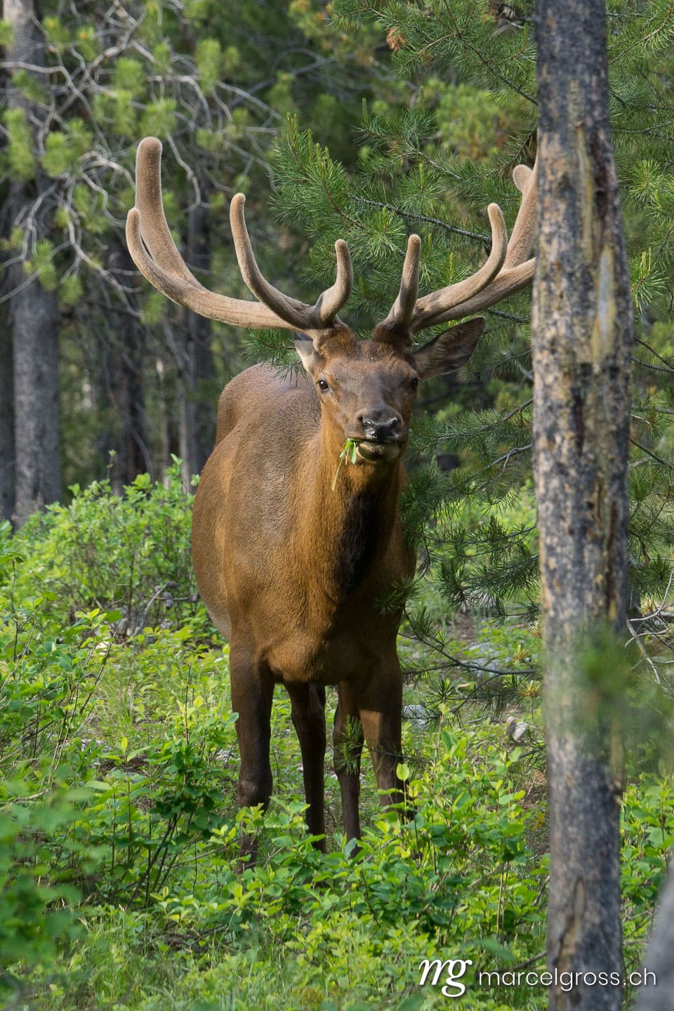 . Wapiti auf Campground im Grand Teton National Park, Wyoming. Marcel Gross Photography
