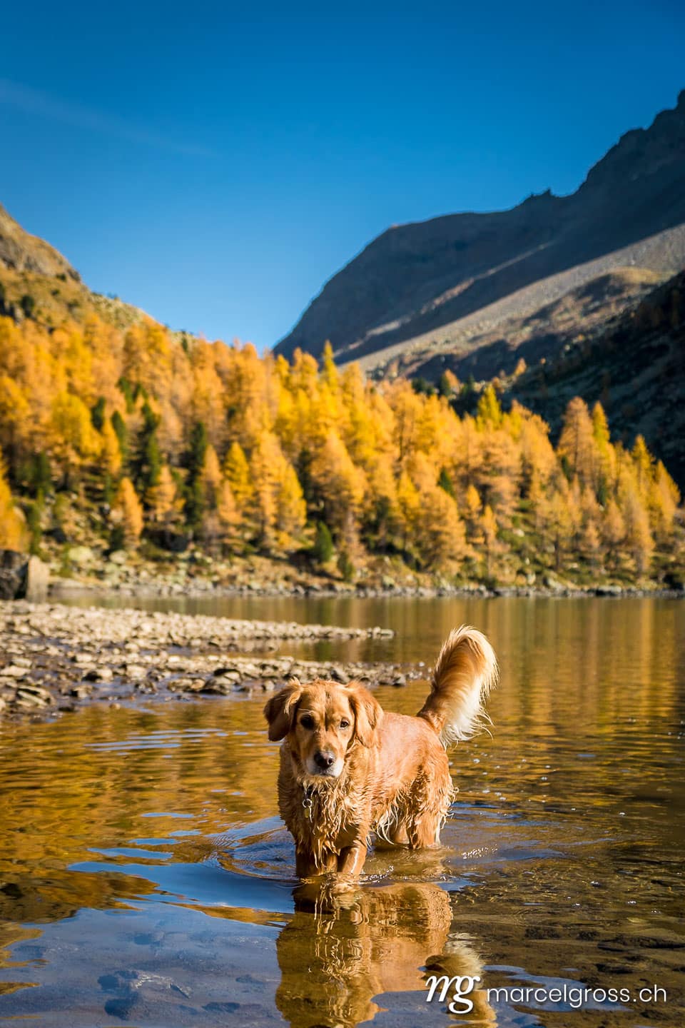 . Golden Retriever dog in Lagh da Val Viola in Poschiavo. Marcel Gross Photography