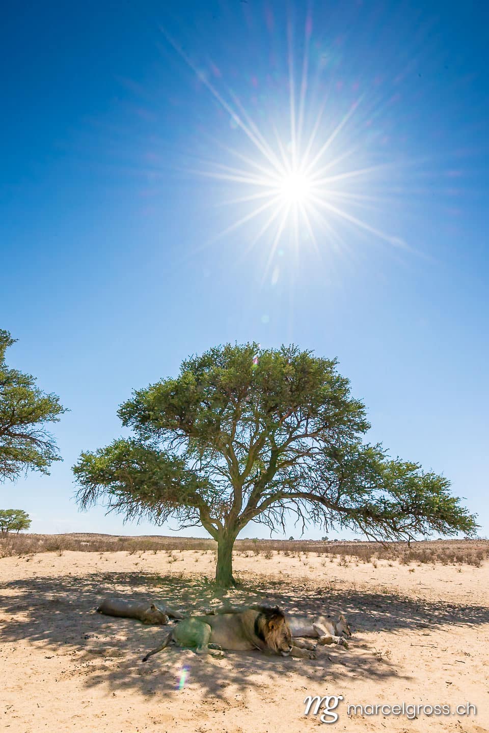 a pride of lions in the shadow of a tree in Kgalagadi Transfrontier Park. Taken by Marcel Gross Photography