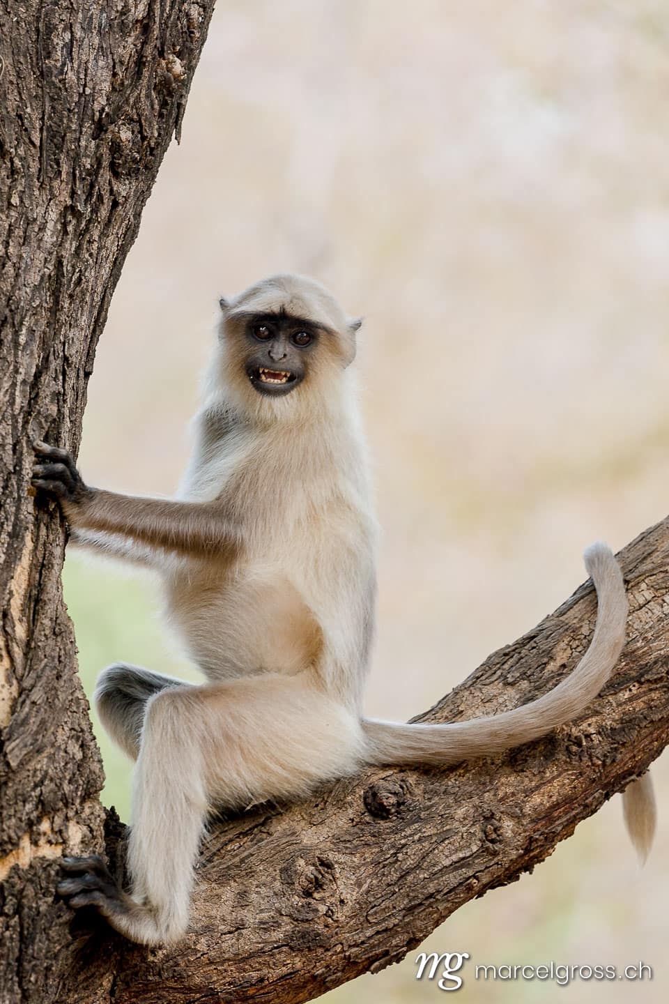 young hanuman langur on the look out on a branch of a tree,  Ranthambore National Park, Rajasthan. Taken by Marcel Gross Photography