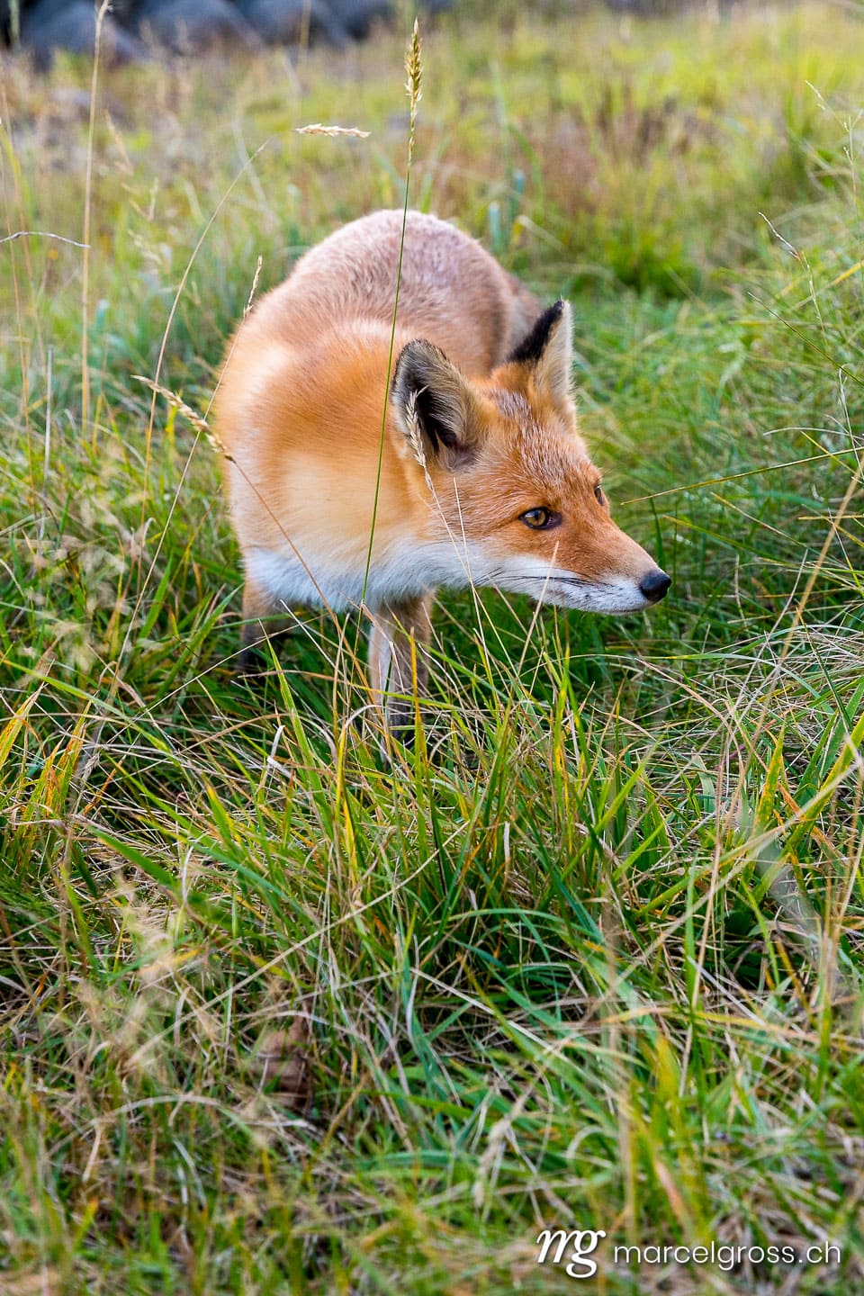 . Redfox in Shiretoko National Park, Hokkaido. Marcel Gross Photography