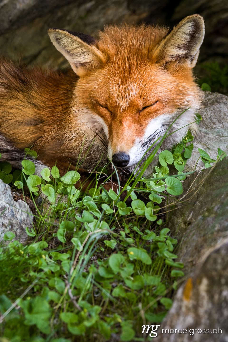 . schlafender Rotfuchs im Gran Paradiso Nationalpark, Aosta Tal, Italien. Marcel Gross Photography