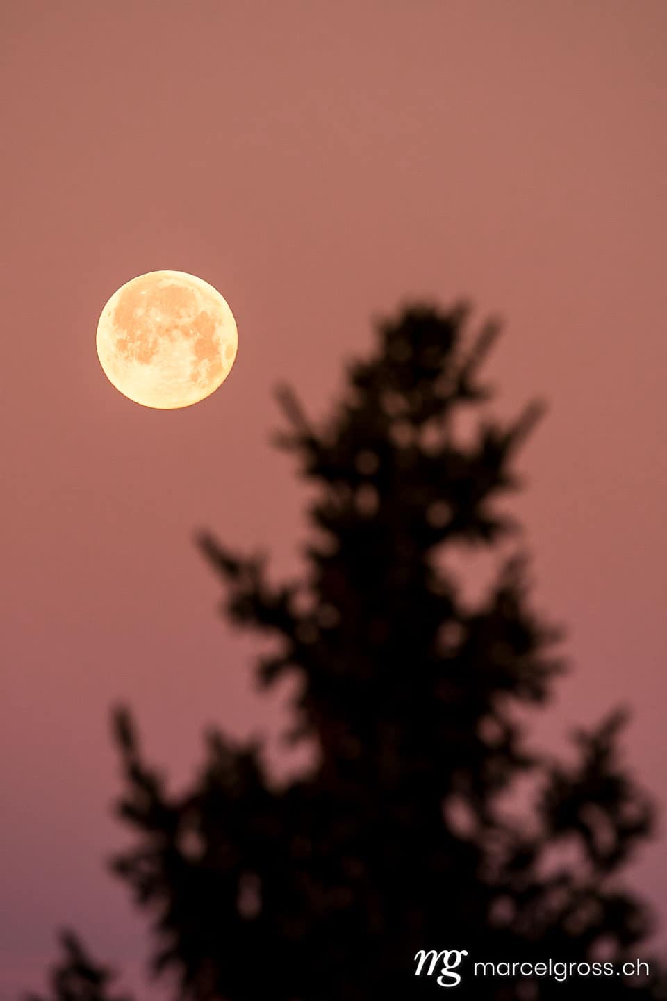 . fullmoon at dusk in a red sky with the silhouette of a fir tree. Marcel Gross Photography