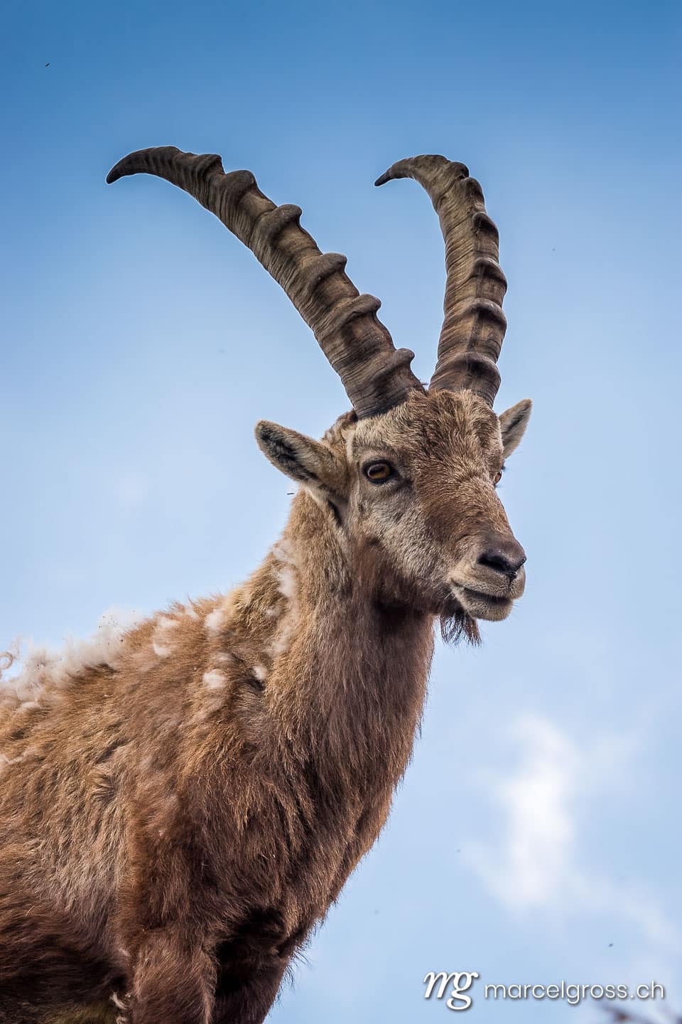 Steinbock Bilder. Portrait eines männlichen Steinbocks. Marcel Gross Photography