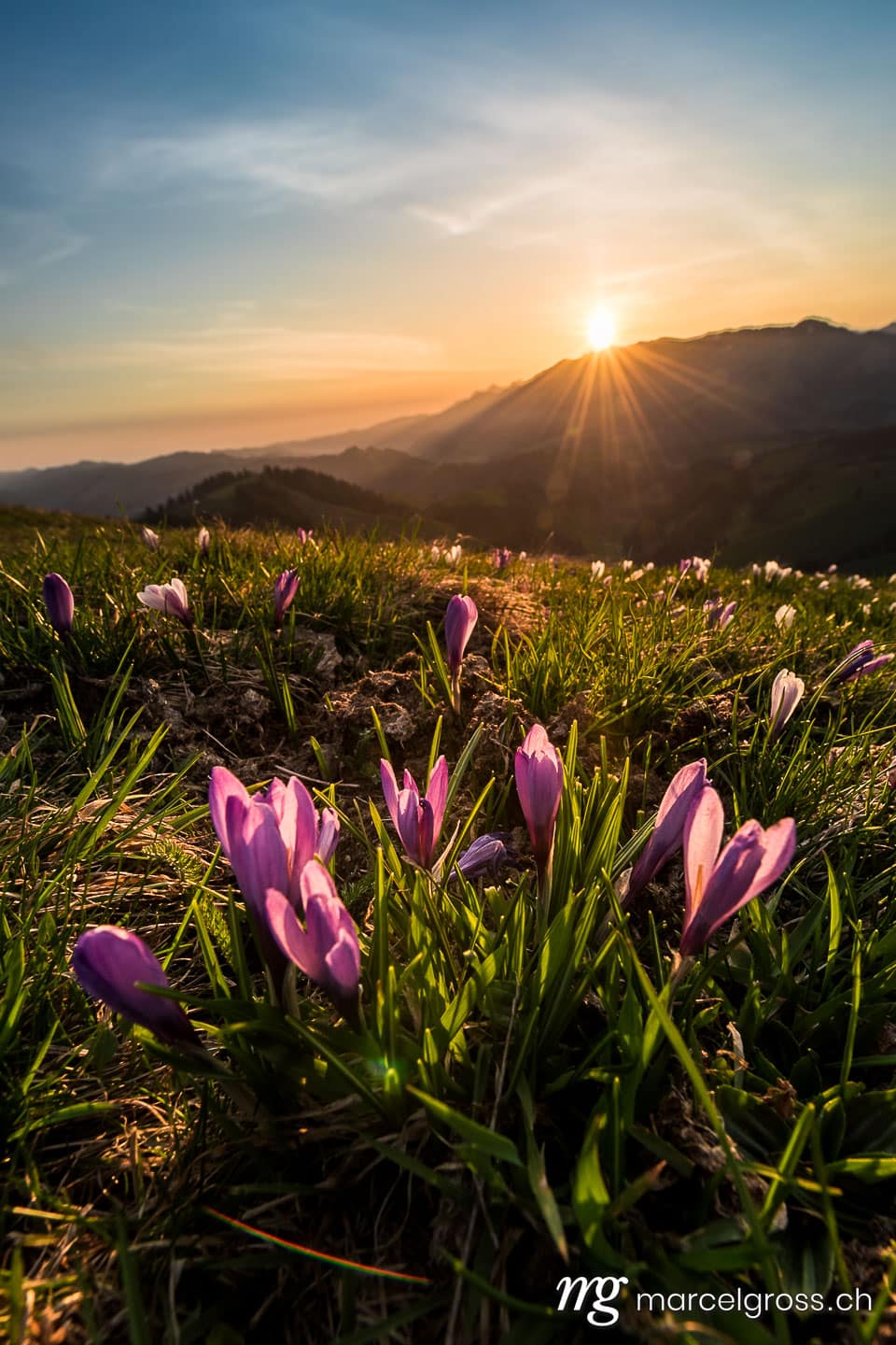Frühlingsbilder Schweiz. Sonnenaufgang im Frühling auf dem Rämisgümmen während der Krokusblüte, Emmental. Marcel Gross Photography