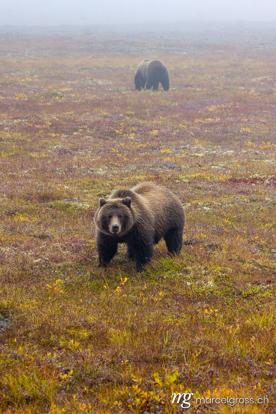 . good morning. Marcel Gross Photography