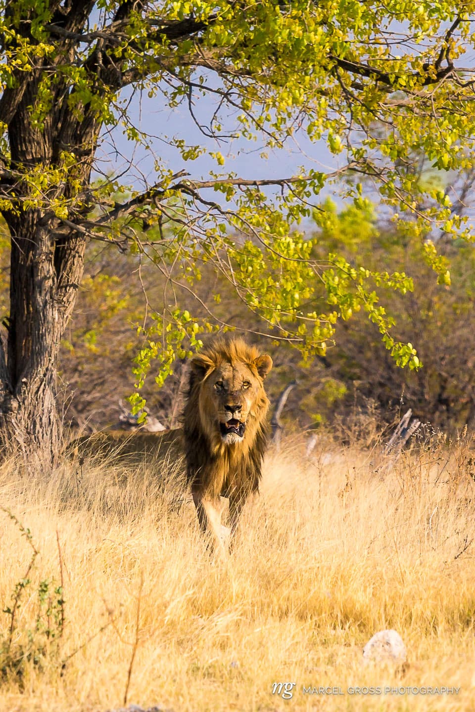 SONY DSC. Taken by Marcel Gross Photography