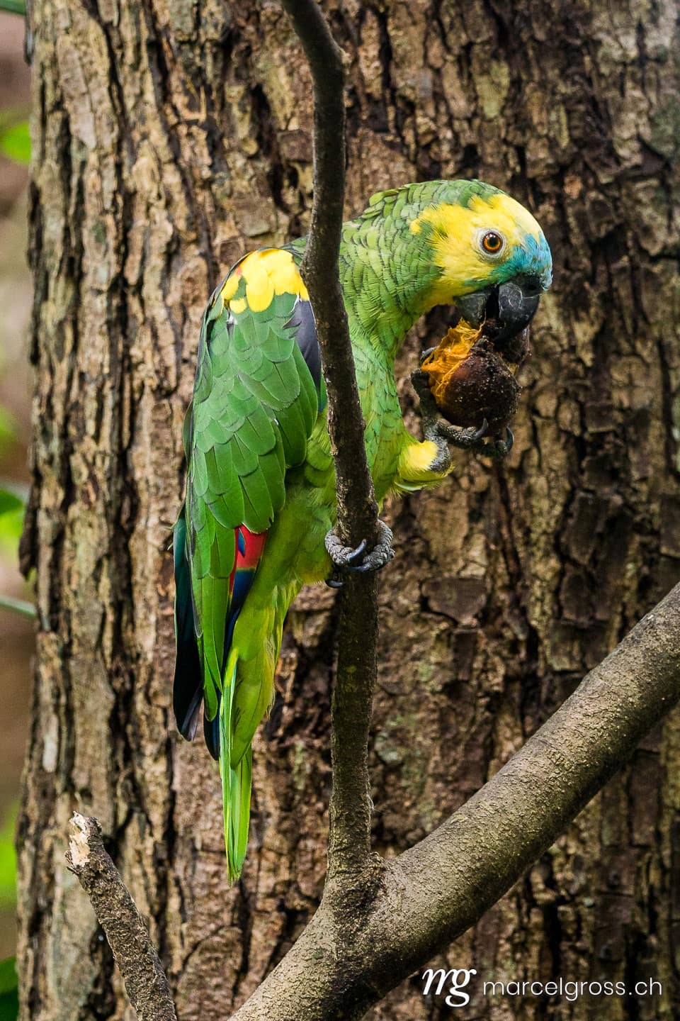 . parrot feeding on palm seed in the bolivian amazon. Marcel Gross Photography
