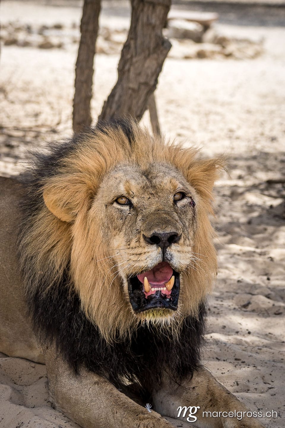 Löwen Bilder. portrait of an old male lion in Kgalagadi Transfrontier Park. Marcel Gross Photography
