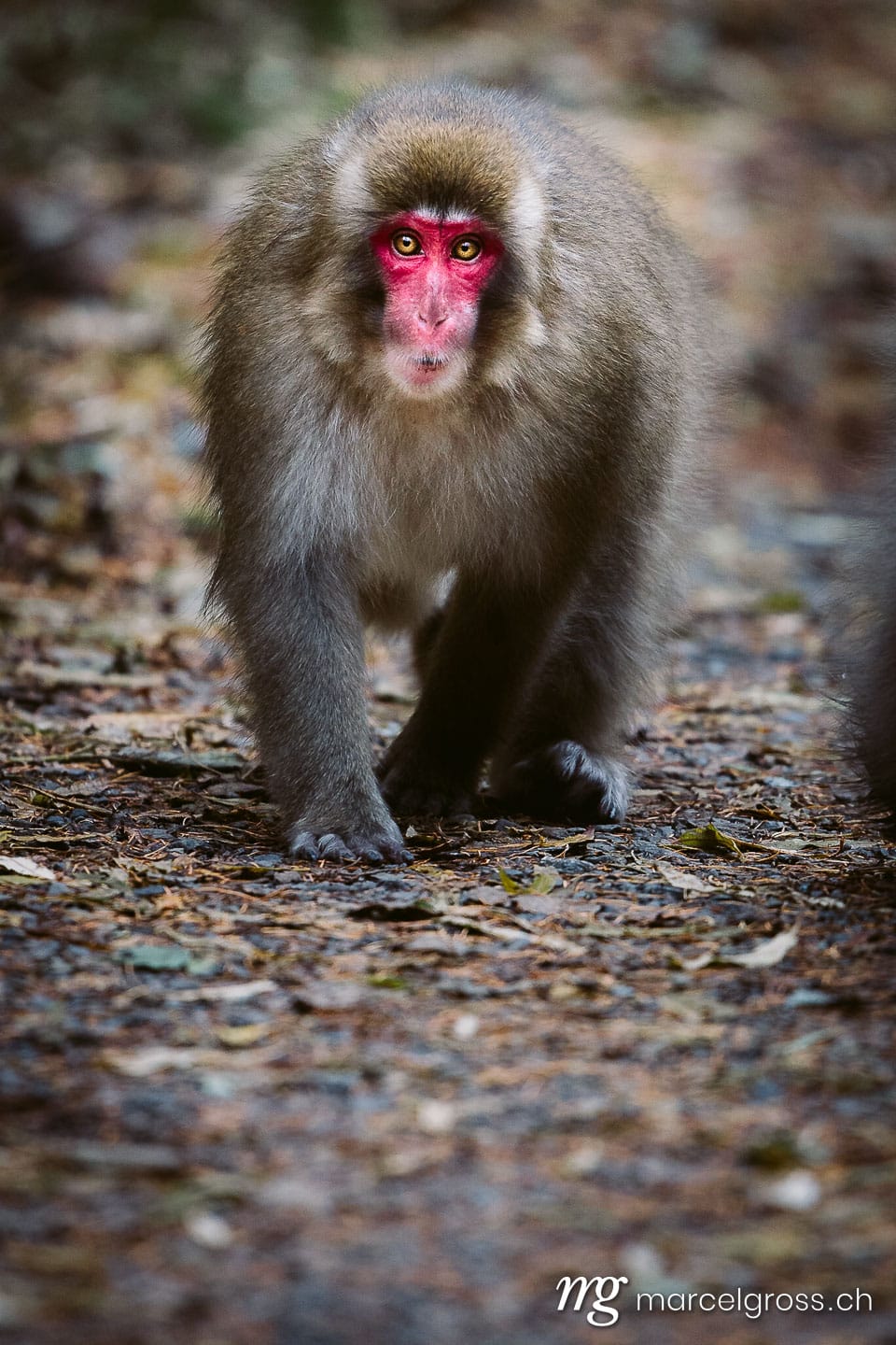 . red faced snow monkey in Kamikochi, Japanese Alps, Chubu Sangaku National Park. Marcel Gross Photography