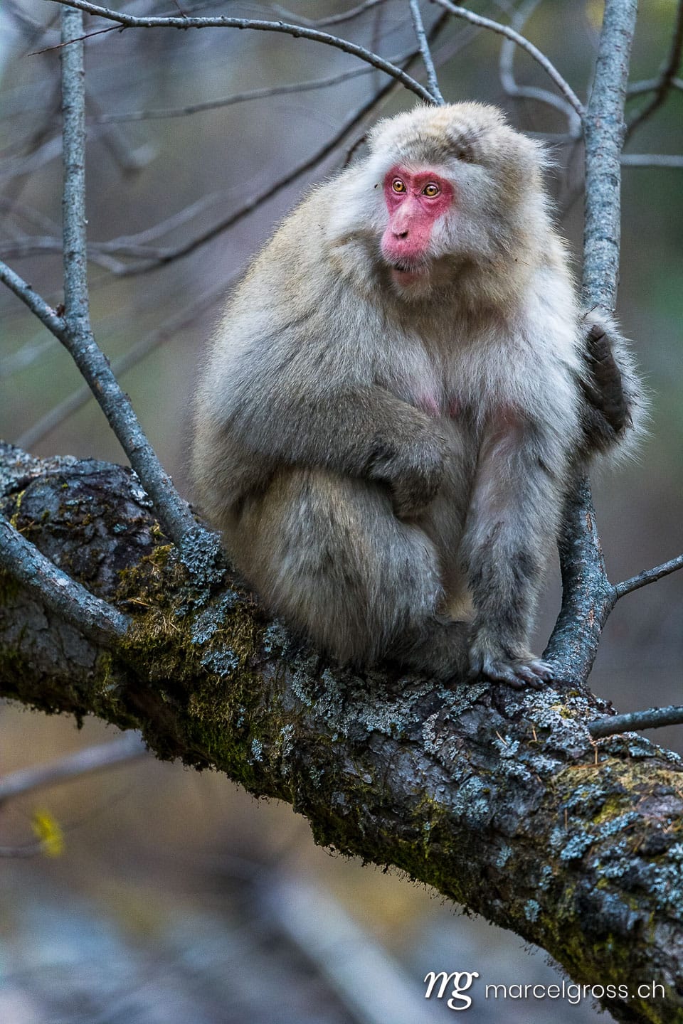 . red faced snow monkey in Kamikochi, Japanese Alps, Chubu Sangaku National Park. Marcel Gross Photography