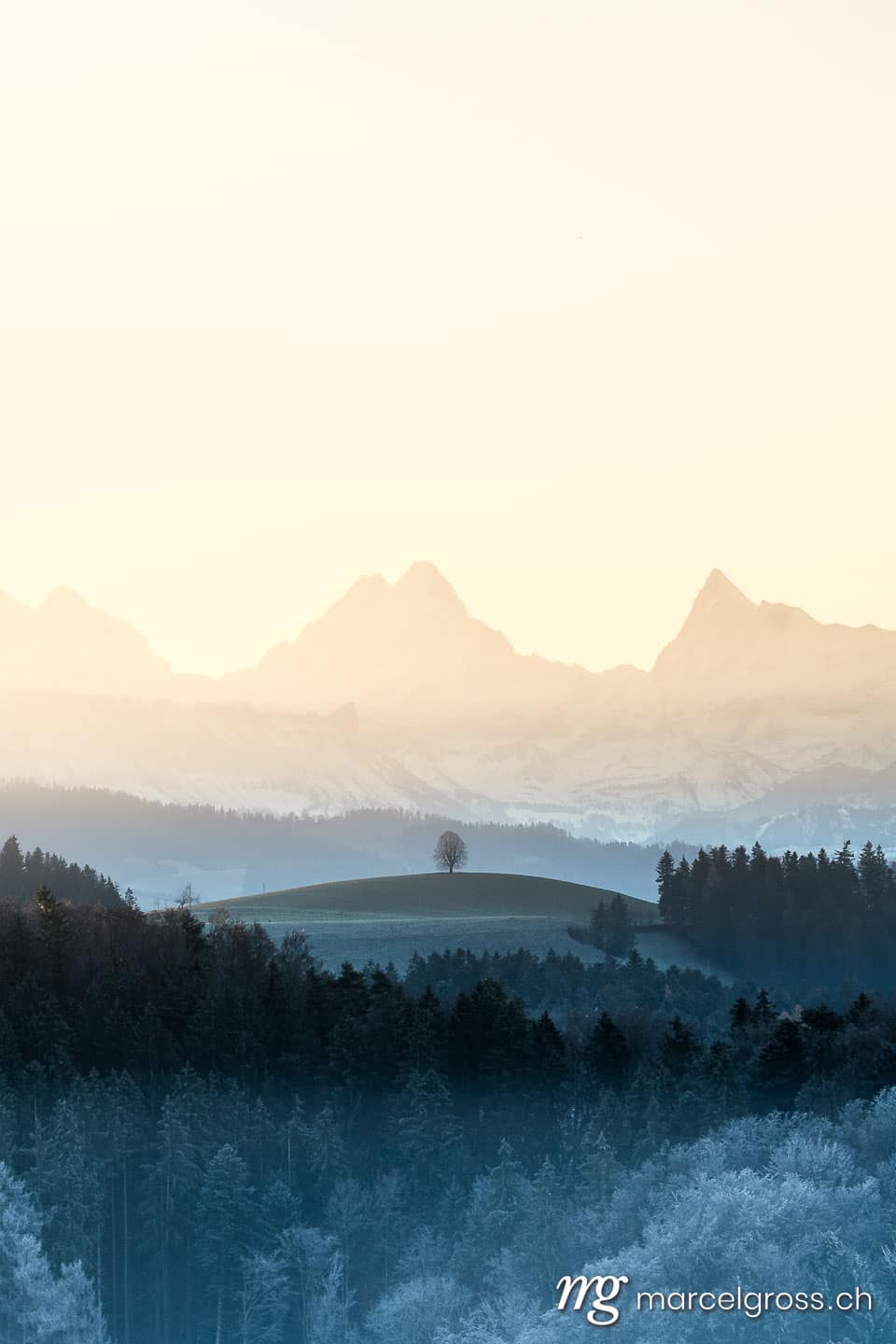 . silhouette of a lonely tilia tree on a Emmental hill in front of the magic Schreckhorn. Marcel Gross Photography