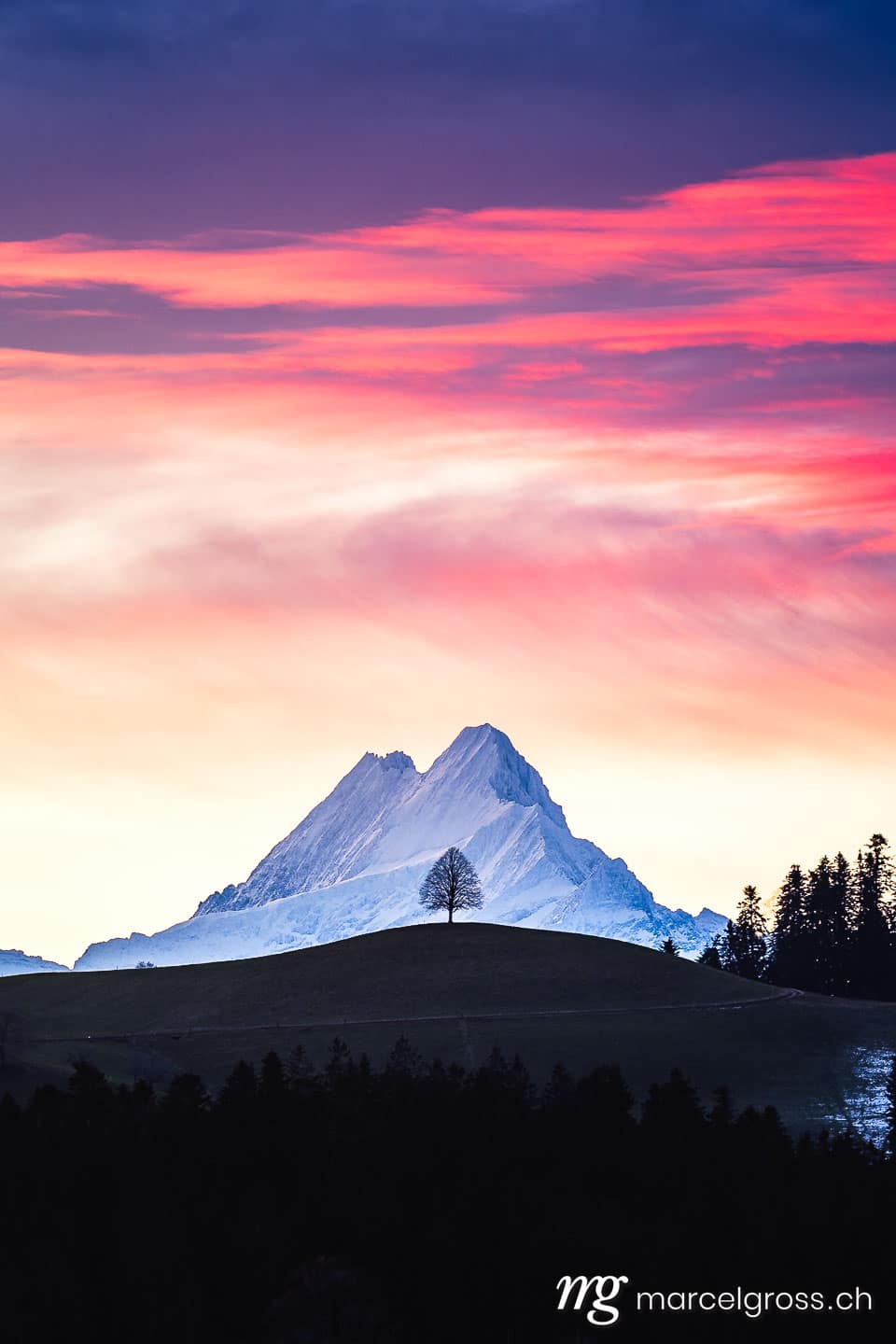 . colorful morning sunrise in Emmental with a single tree on a hill in Emmental in front of Schreckhorn. Marcel Gross Photography