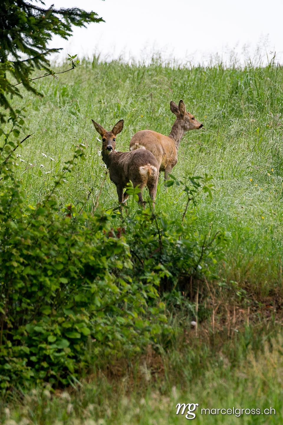 Wild animals in Switzerland. . Marcel Gross Photography