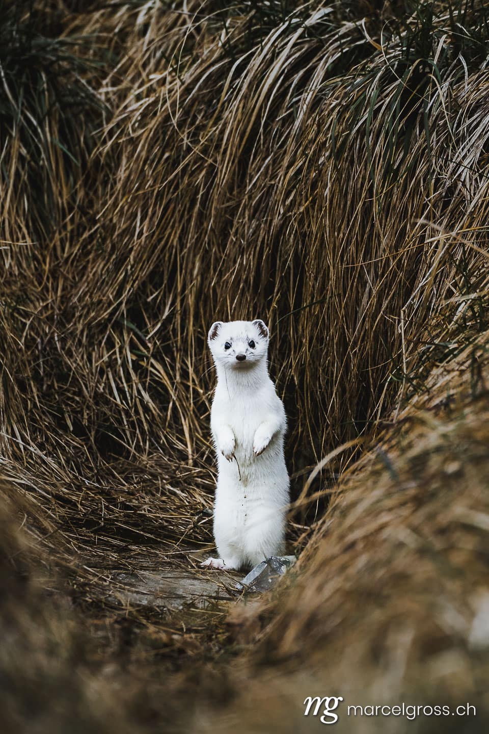 Weasel winter. stoat or short-tailed weasel in white winter fur standing in front of its den. Marcel Gross Photography