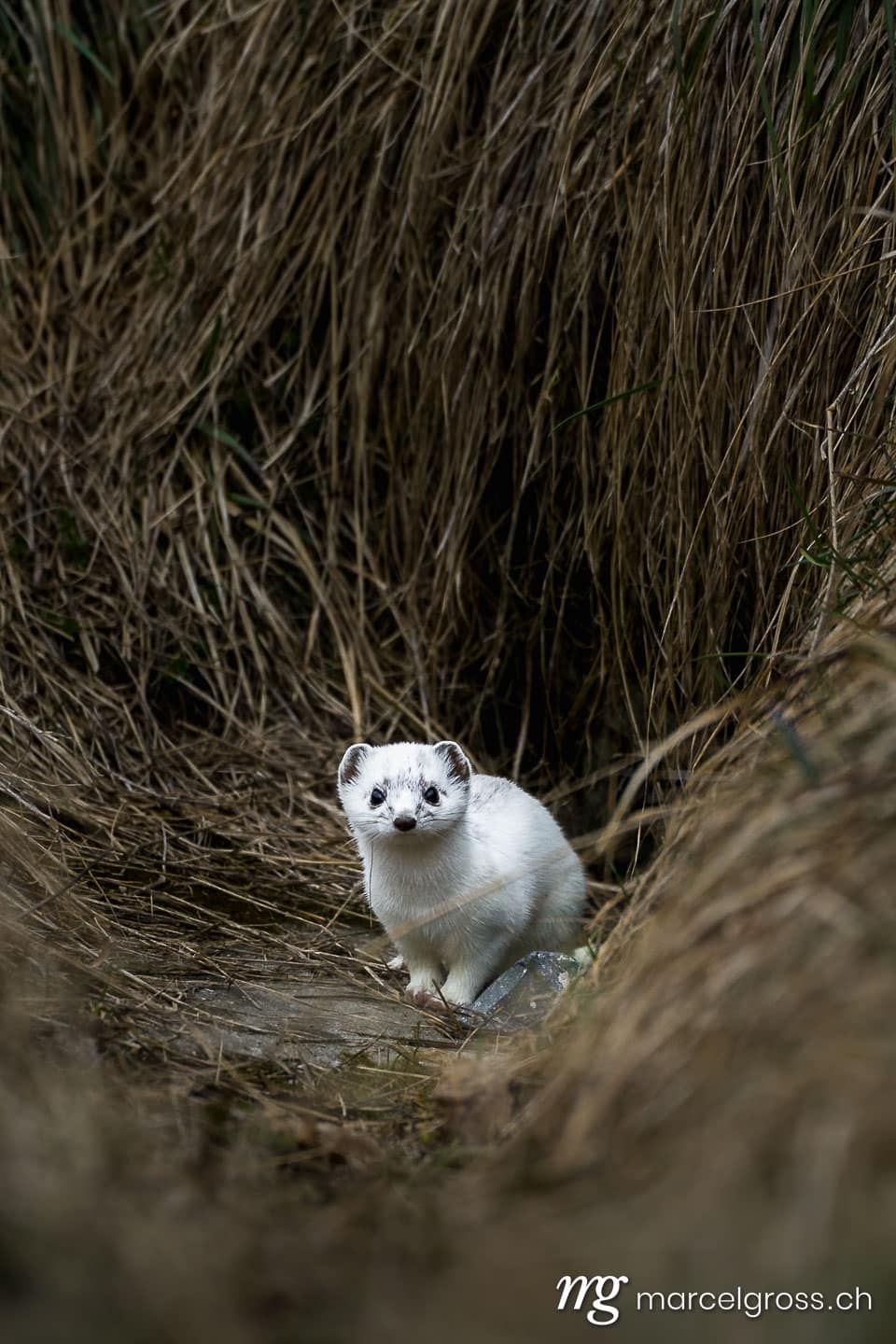 . stoat or short-tailed weasel in white winter fur standing in front of its den. Marcel Gross Photography