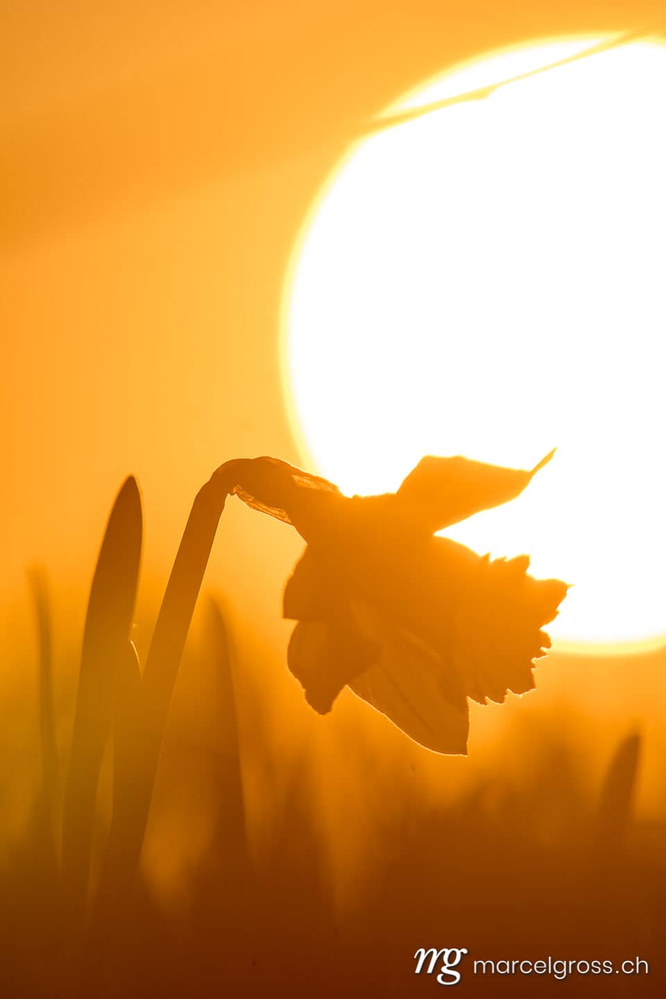 Frühlingsbilder Schweiz. Jura Narzisse im Sonnenuntergang. Marcel Gross Photography