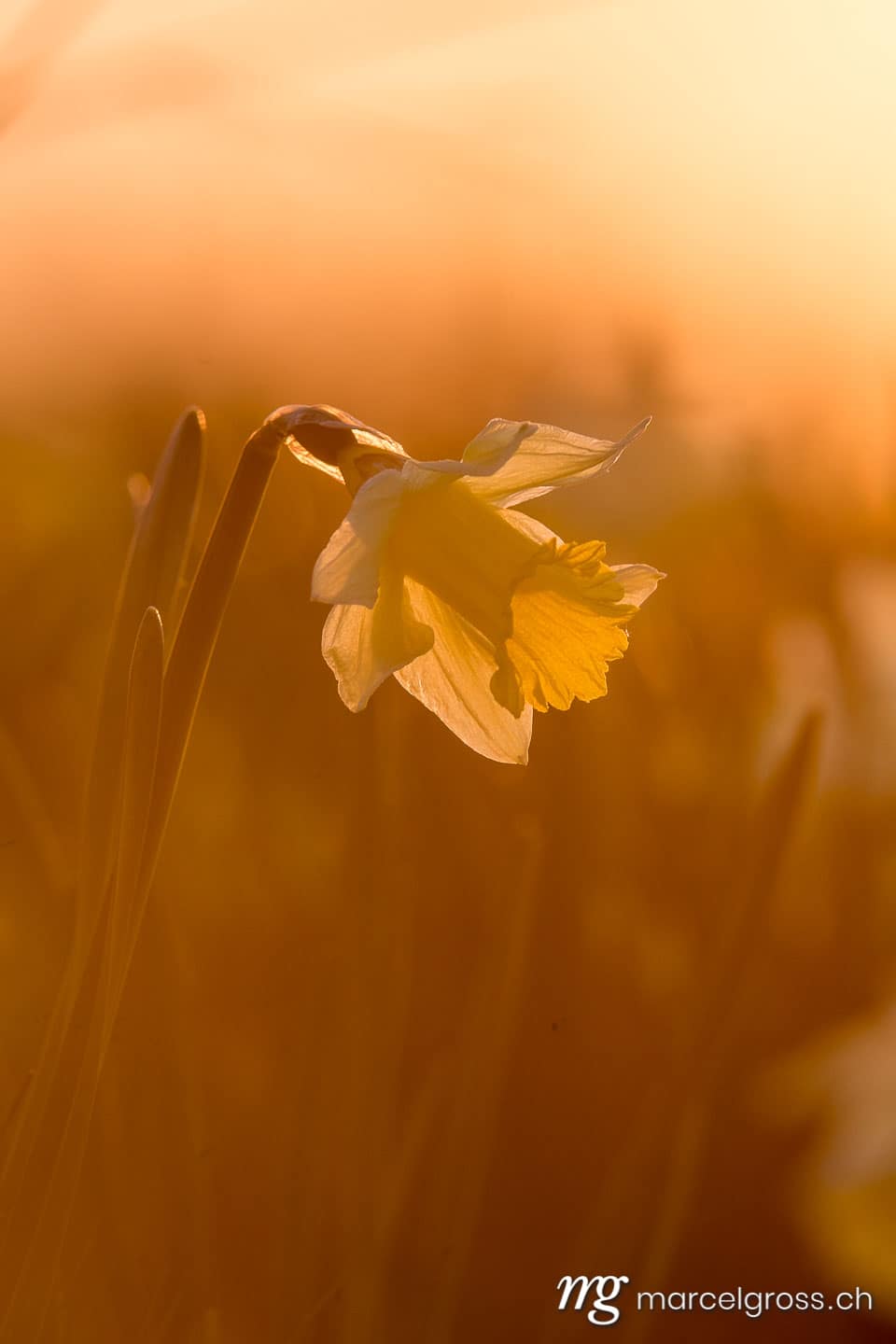 Frühlingsbilder Schweiz. Jura Narzisse im Sonnenuntergang. Marcel Gross Photography