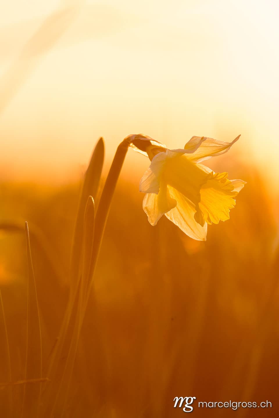 Frühlingsbilder Schweiz. Jura Narzisse im Sonnenuntergang. Marcel Gross Photography