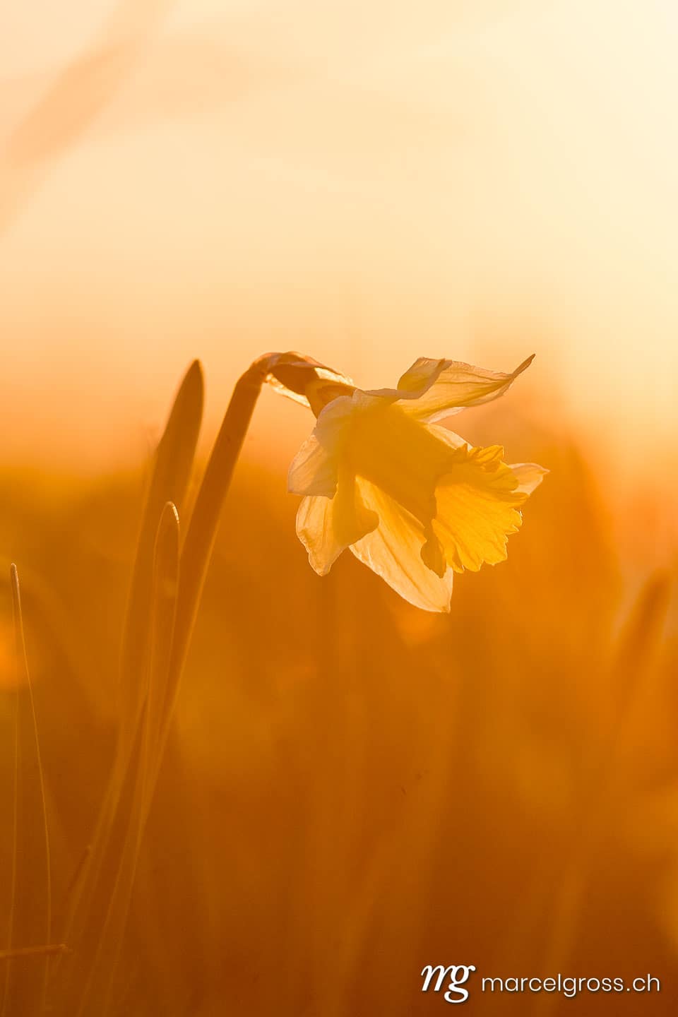 . . Marcel Gross Photography