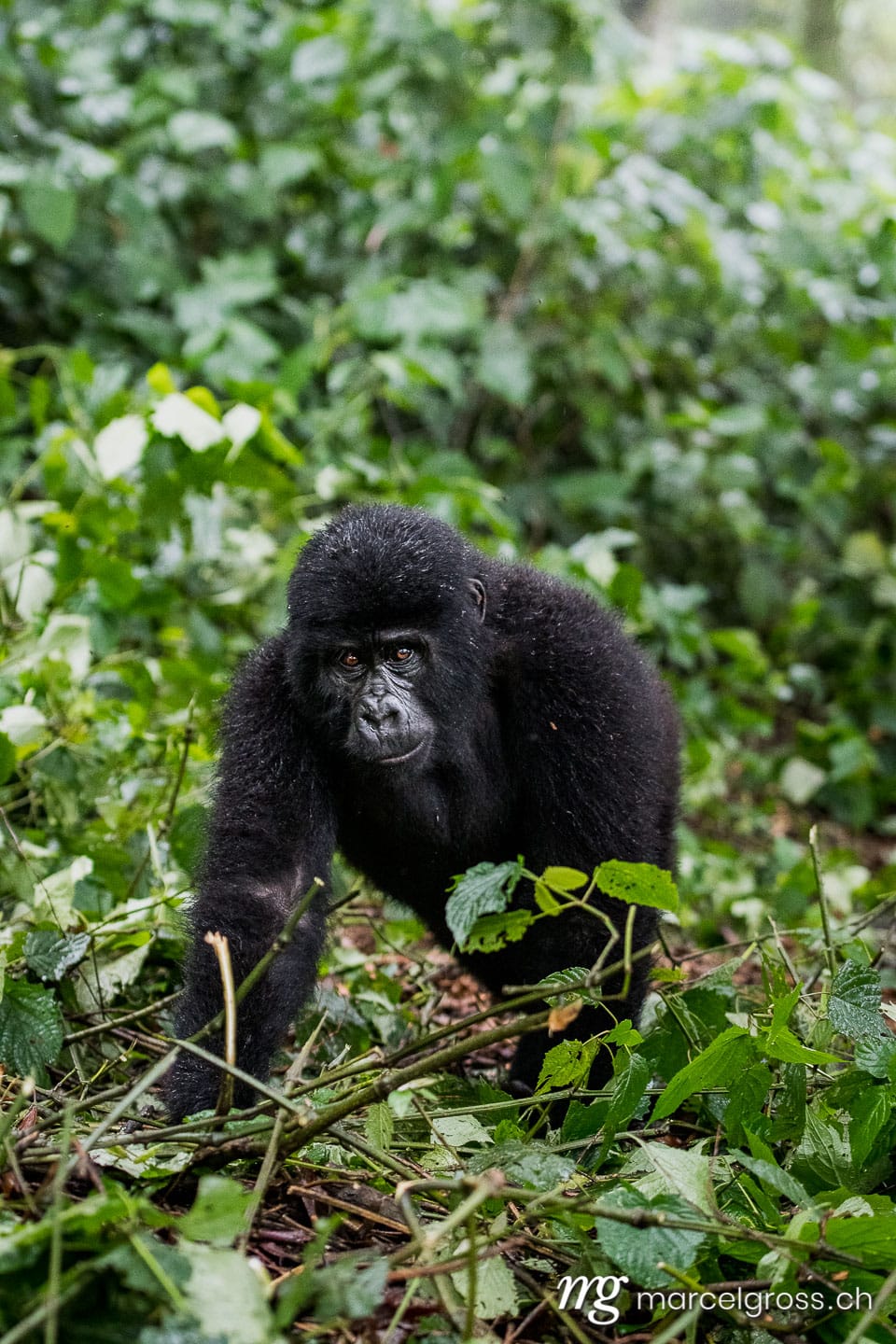 Uganda Bilder. young male mountain gorilla in Bwindi Impenetrable National Park. Marcel Gross Photography