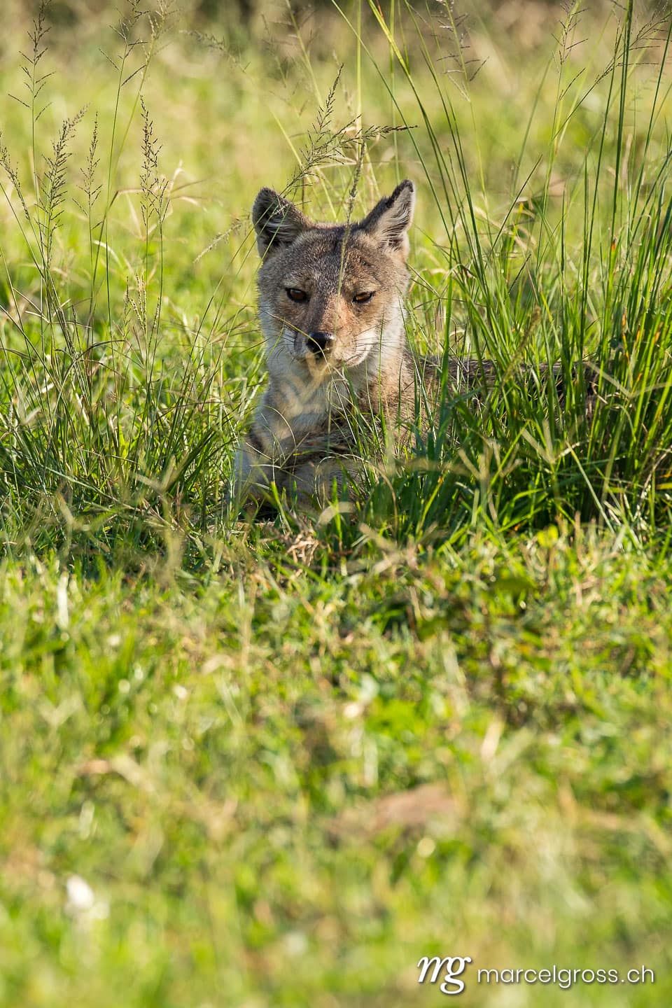 Uganda Bilder. side-striped jackal (Canis adustus) in Kidepo Valley National Park. Marcel Gross Photography