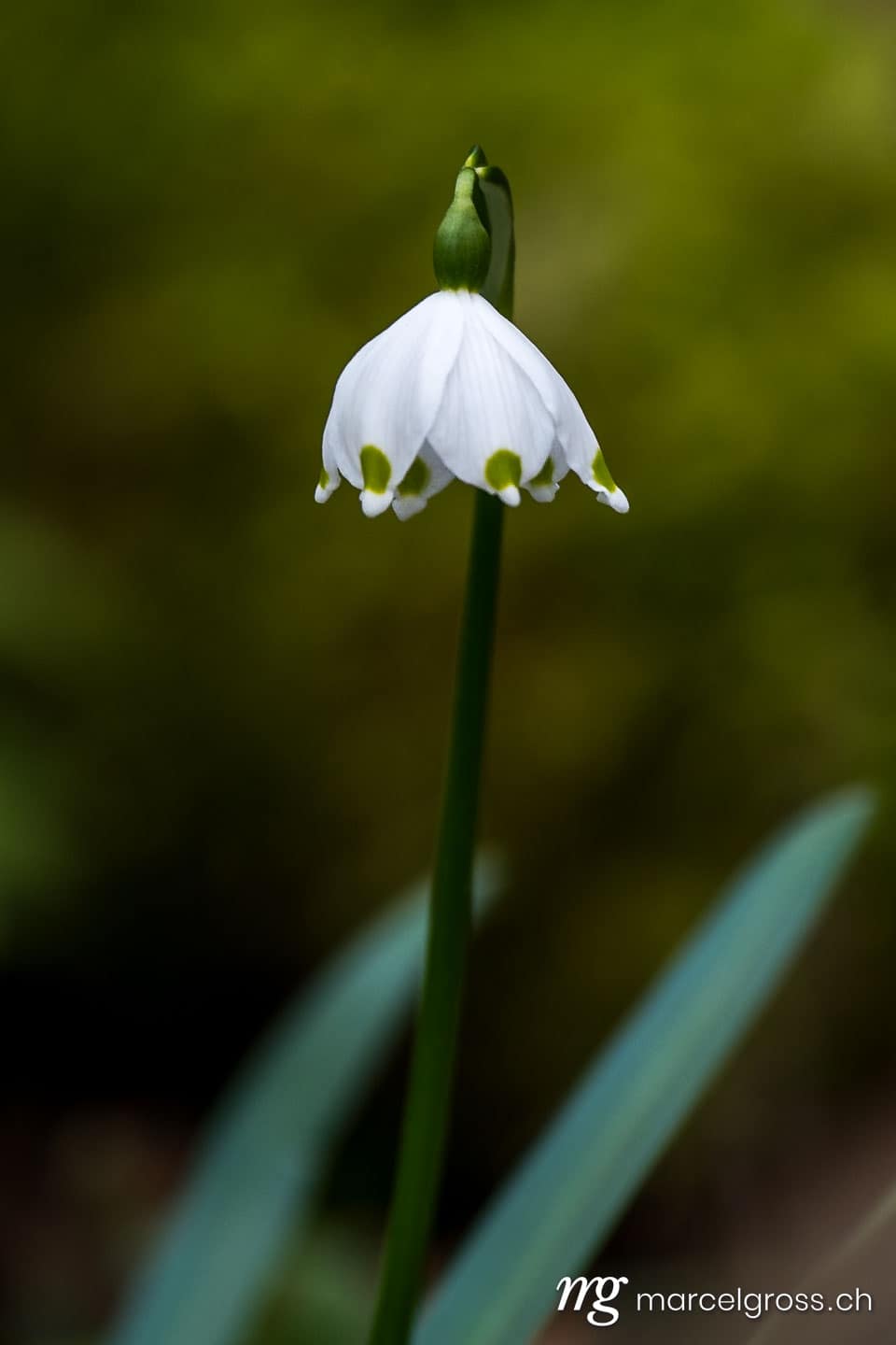 Frühlingsbilder Schweiz. close up of a spring snowflake (german Märzenbecher, lat. Leucojum vernum) in Switzerland. Marcel Gross Photography