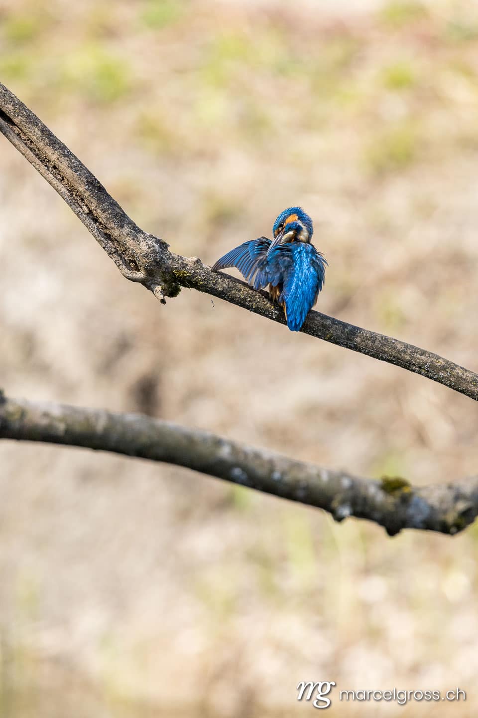 Vogel Bilder Schweiz. swiss kingfisher at a pond. Marcel Gross Photography
