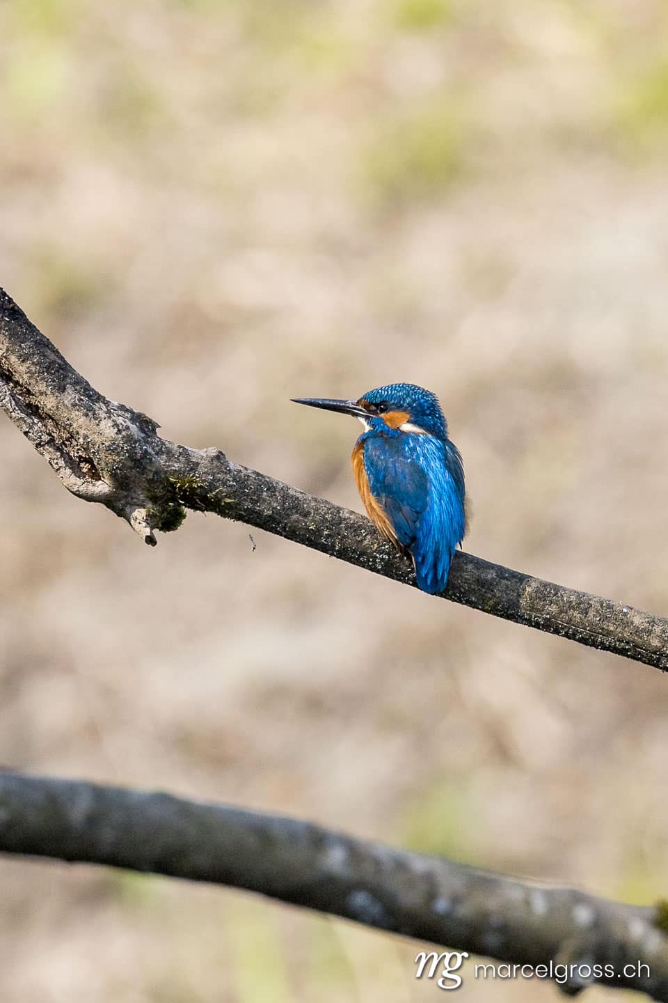 Vogel Bilder Schweiz. swiss kingfisher at a pond. Marcel Gross Photography
