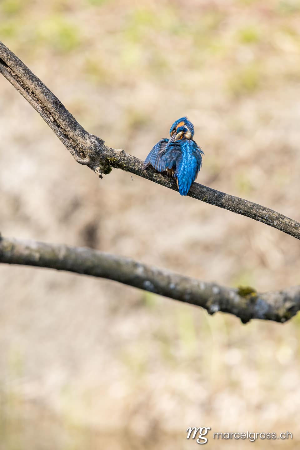 Vogel Bilder Schweiz. swiss kingfisher at a pond. Marcel Gross Photography