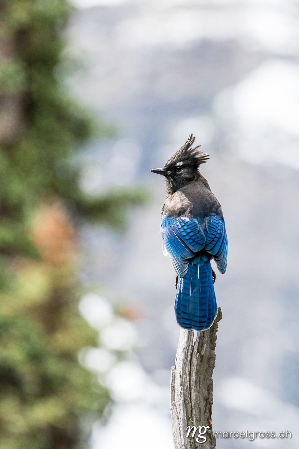 . blue jay (Cyanocitta cristata) in the Kananaskis. Marcel Gross Photography