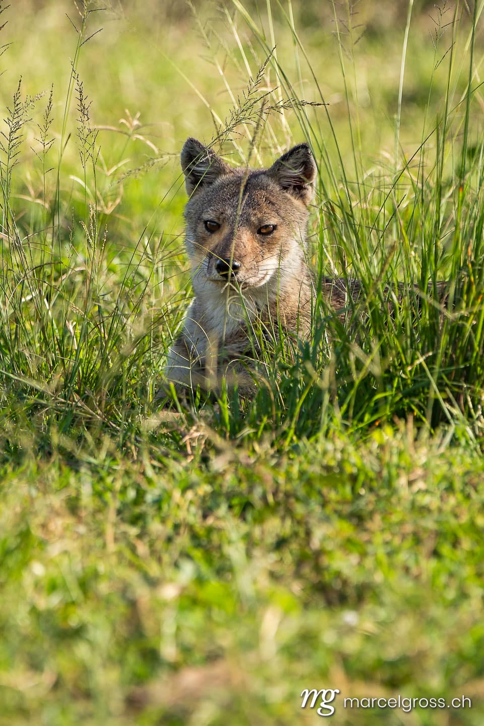Uganda Bilder. side-striped jackal (Canis adustus) in Kidepo Valley National Park. Marcel Gross Photography