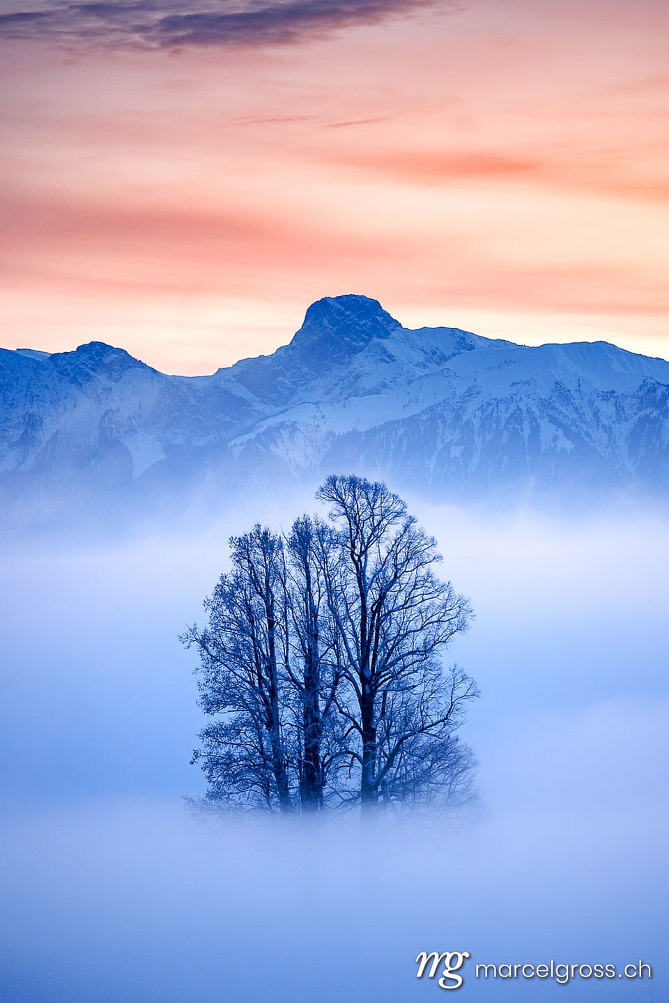 Emmental Bilder. tilia tree standing in mist during blue hour in winter on Ballenbühl in Emmental. Marcel Gross Photography