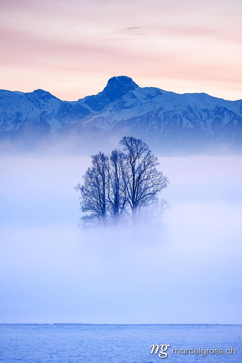 Emmental Bilder. tilia tree standing in mist during blue hour in winter on Ballenbühl in Emmental. Marcel Gross Photography