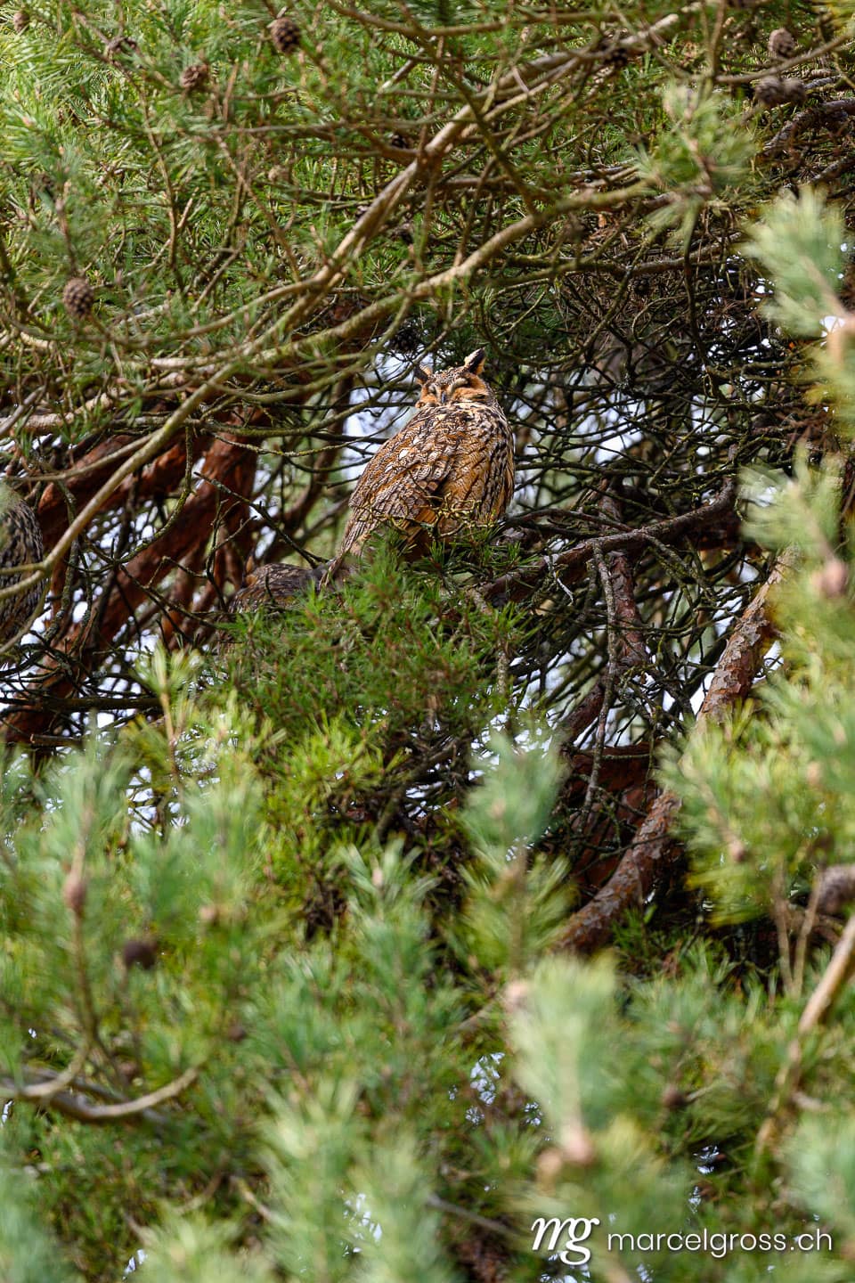 Wildtiere der Schweiz. . Marcel Gross Photography