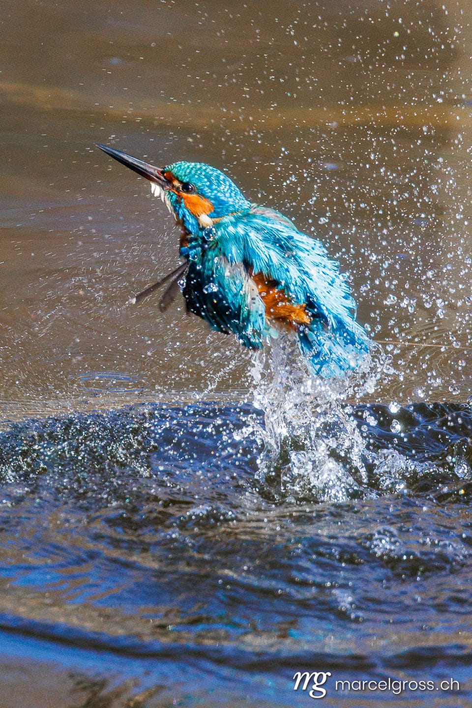 swiss bird pictures. . Marcel Gross Photography