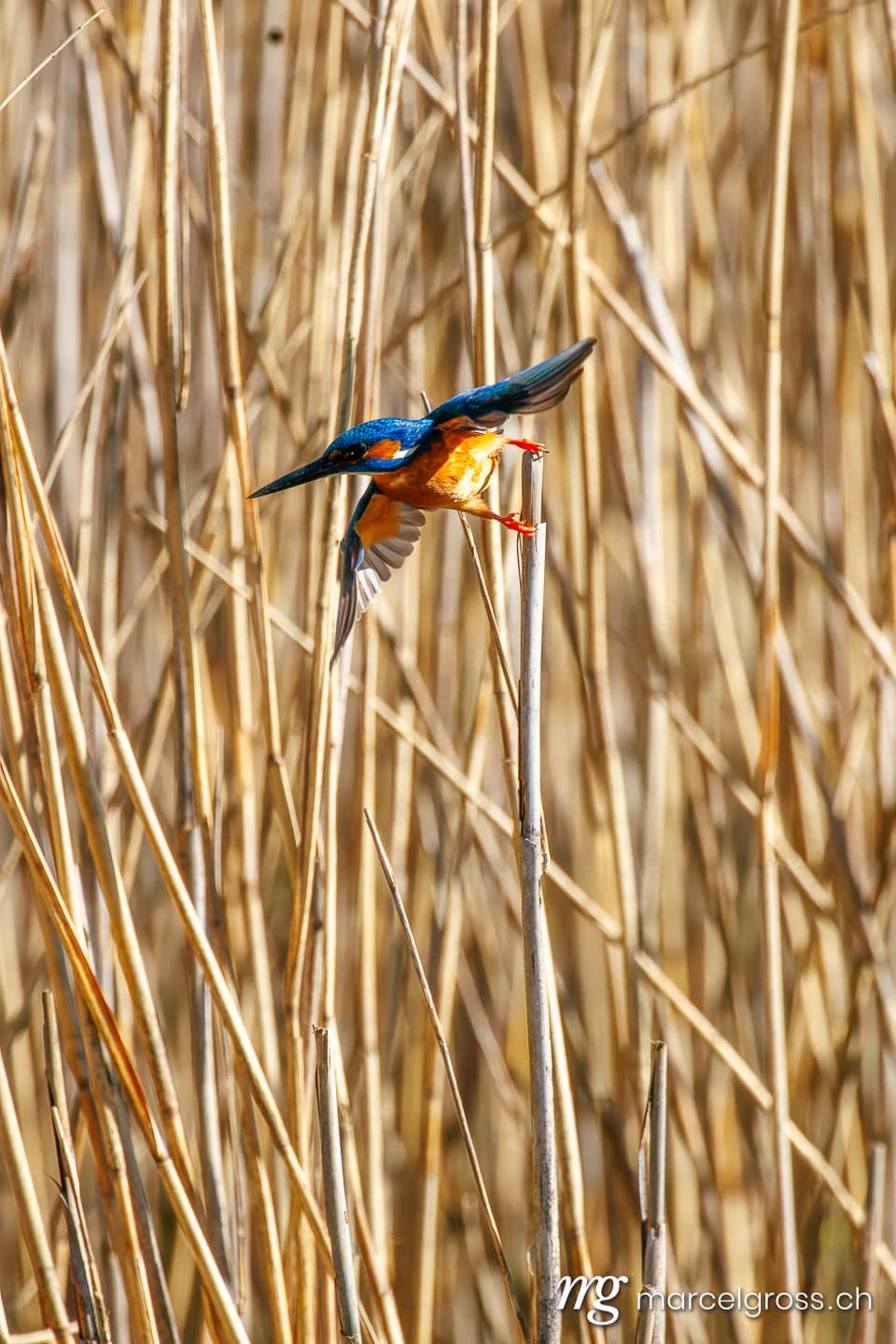swiss bird pictures. . Marcel Gross Photography