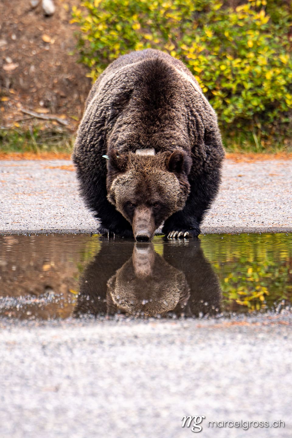 Grizzlybär Bilder. big grizzly bear (Ursus arctos horribilis) in Peter Lougheed Provinical Park. Marcel Gross Photography