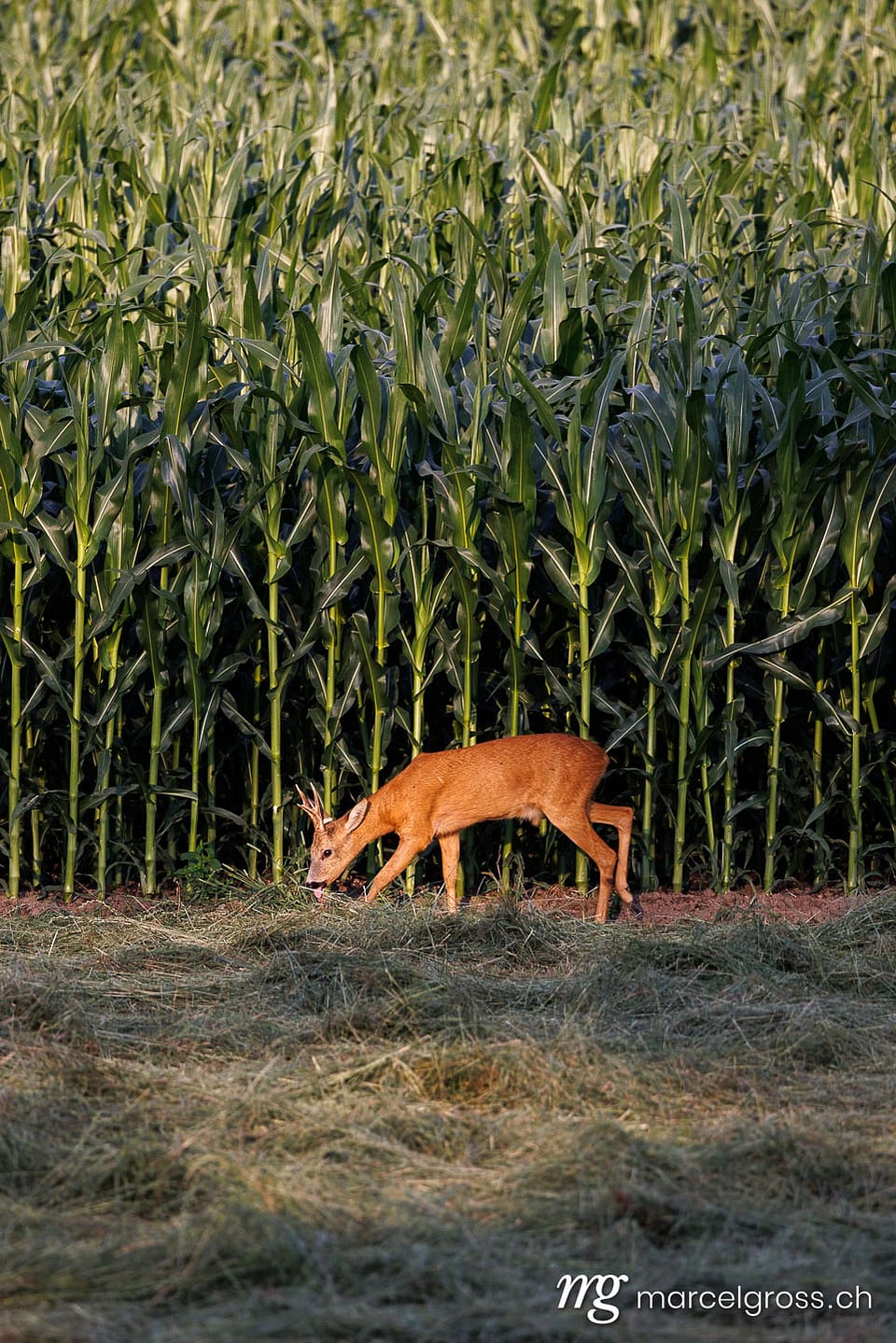 . Deer pictures (c) Marcel Gross Photography