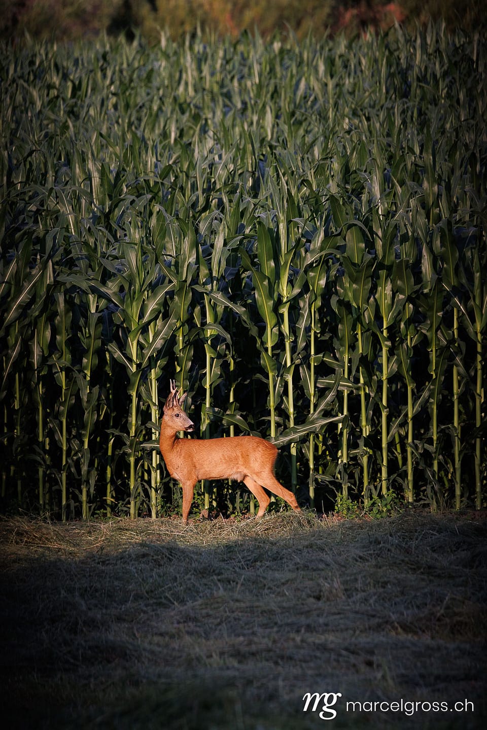 Roe Deer (Capreolus capreolus) at Cornfield Edge in Emmental, Canton Bern, Switzerland. Deer pictures (c) Marcel Gross Photography