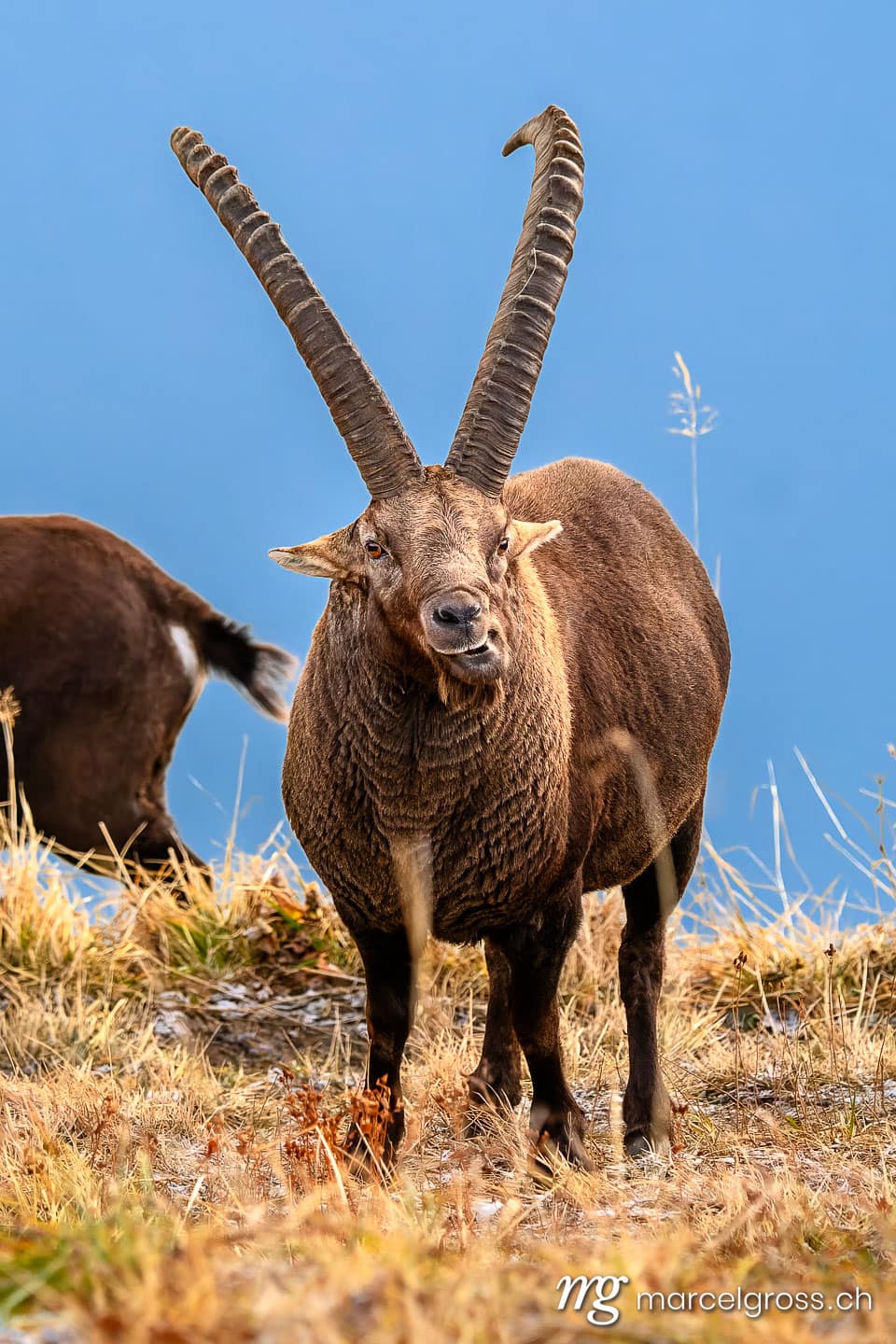 Steinbock Bilder. portrait of a funny impressive male ibex on a ridge in the Bernese Alps at sunrise. Marcel Gross Photography