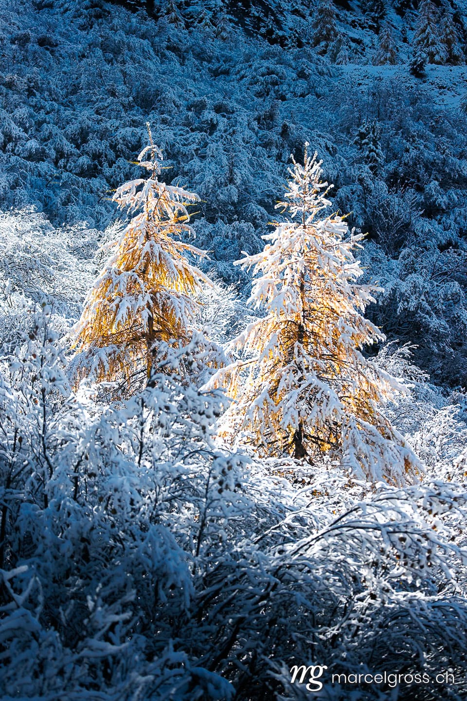 Engadin Fotos. larches in first snow in Engadin, Switzerland. Marcel Gross Photography
