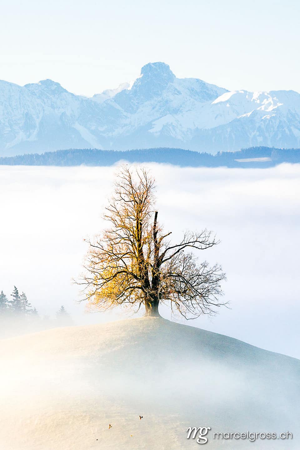 Emmental Bilder. Baum vor Stockhorn. Marcel Gross Photography