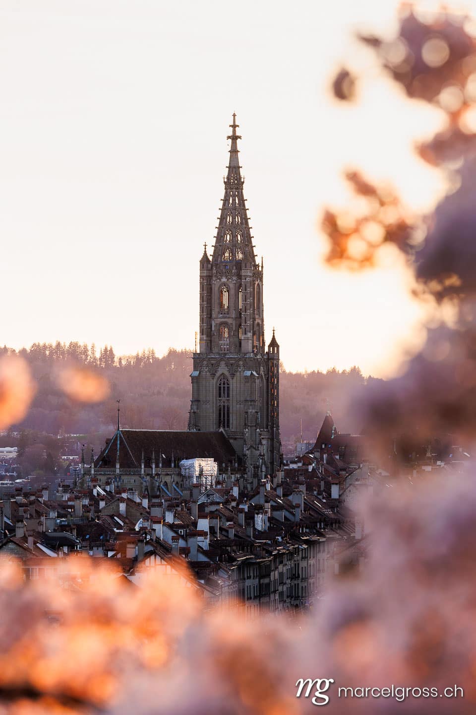 Bern Frühling. Sonnenuntergang während Kirschblüte in Bern. Marcel Gross Photography