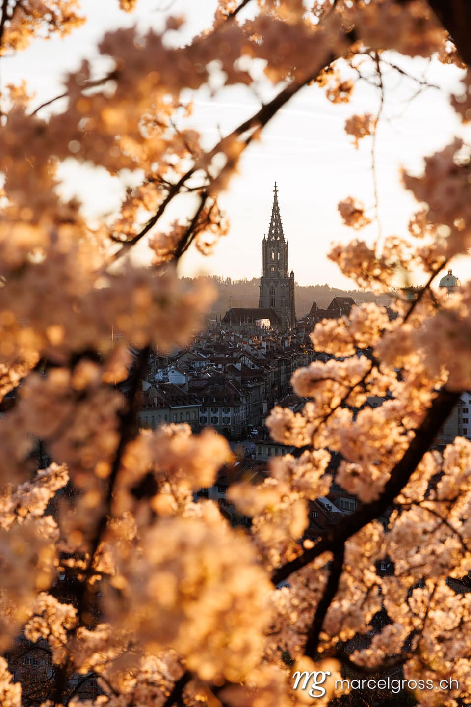 Bern Frühling. Sonnenuntergang während Kirschblüte in Bern. Marcel Gross Photography