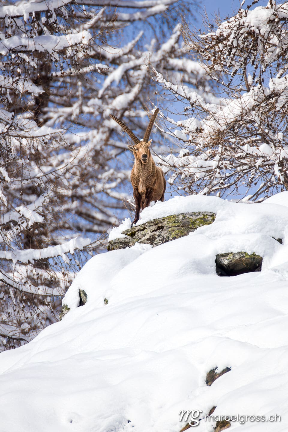 Steinbock Bilder. . Marcel Gross Photography