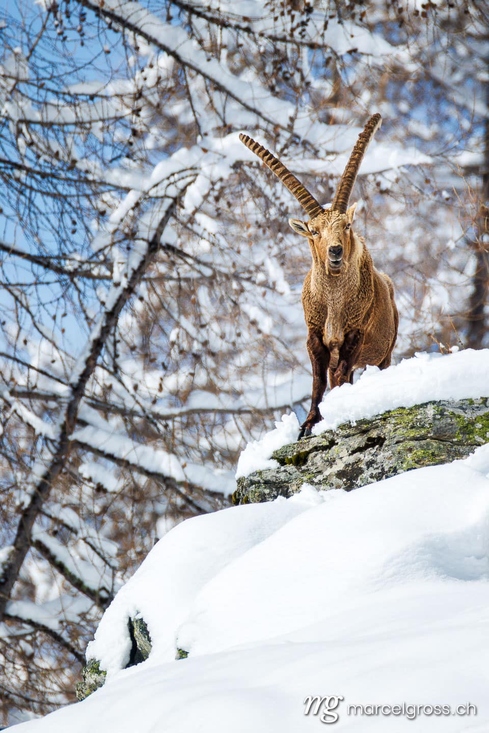 Steinbock Bilder. . Marcel Gross Photography