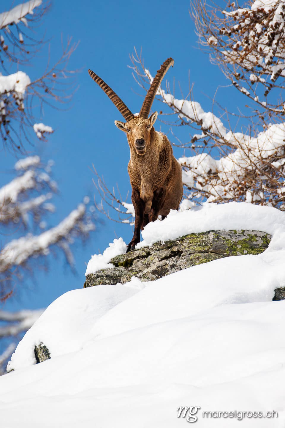 Steinbock Bilder. . Marcel Gross Photography